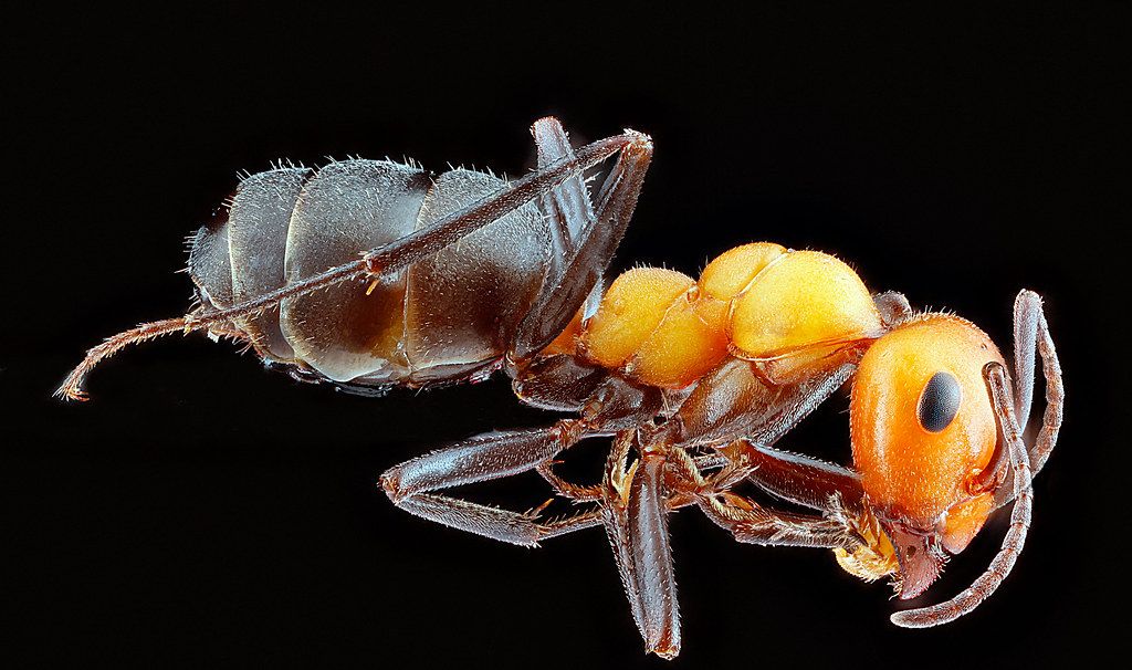 Ant Control service in Round Rock, TX
