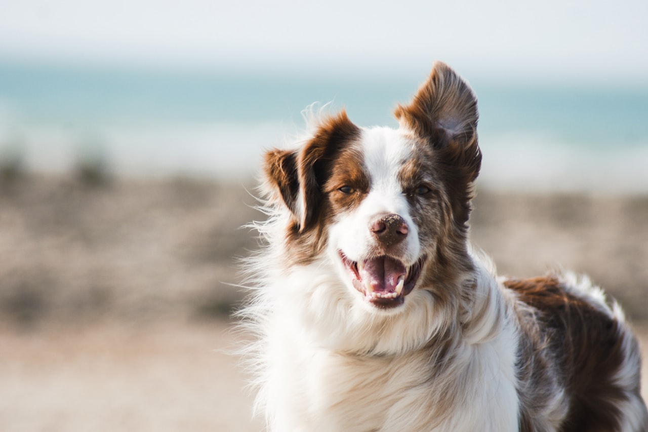 Flea & Tick Control service in Round Rock, TX