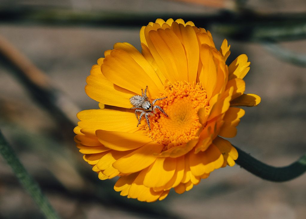 Spider Control service in Round Rock, TX